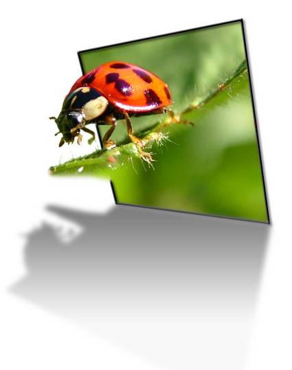 20 Spettacolari creazioni fotografiche OOB (Out of Bounds) - Coccinella