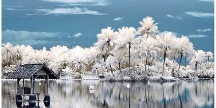 40 Surreali fotografie ad InfraRossi IR - Paesaggio con Fiume e Palme