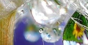 Fantastiche ed inimitabili fotografie Macro