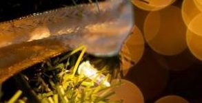 Sorprendenti Fotografie: luci e colori di Natale come Sfondi e Wallpapers Natalizi